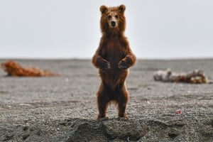 Um filhote de urso pardo às margens do rio Khailyulya, no nordeste de Kamchatka, Rússia.