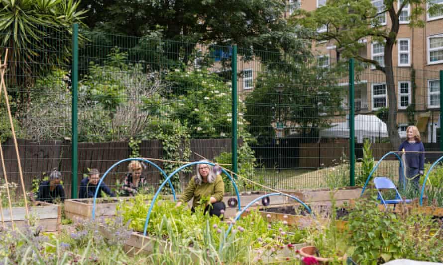 Local residents tend to the community's vegetable patches in Islington.