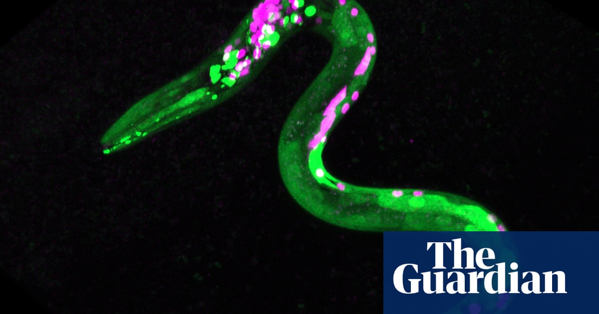 Worms crave junk food after consuming cannabis, study suggests