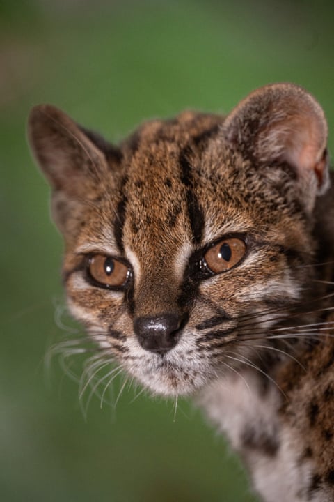 A wild cat