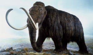 A model of a woolly mammoth