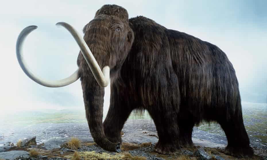 Researchers found that 69% of mammoth samples were male, an unusually skewed sex ratio.