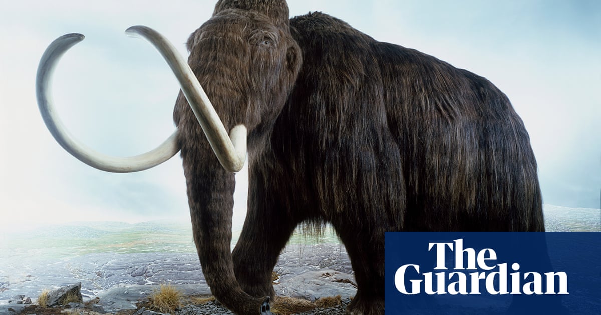 Experten sagen, dass prähistorische Menschen möglicherweise Speere in den Boden gesteckt haben, um Mammuts zu töten Anthropologe Experten sagen, dass prähistorische Menschen möglicherweise Speere in den Boden gesteckt haben, um Mammuts zu töten Anthropologe
