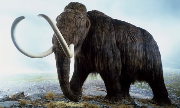Woolly Mammoth (Mammuthus primigenius), model of extinct Ice Age mammoth