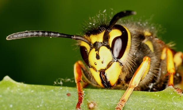 Common wasp close up