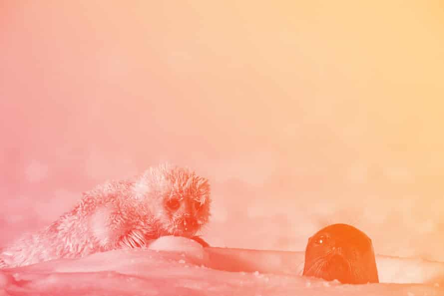 A baby ringed seal looks at its mother peeping out of a breathing hole in Svalbard, near the North Pole.