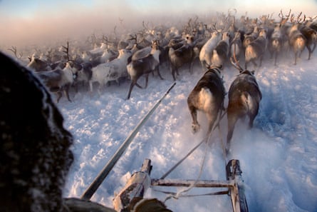 A Nenets herder collects his reindeers in -40C (-40F) in the Arctic tundra outside in the Russian Nenets Autonomous Region. They are the original inhabitants in the Russian Arctic before being displaced by Soviet collectivisation and modern gas and oil exploration. The herders sell the meat to sausage factories and the antlers to China for use as traditional medicine.