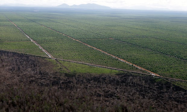 An aerial picture showing deforested land after fires in Central Kalimantan, Indonesia. Forest fires are an annual occurrence on Sumatra and Borneo but experts said this year’s blazes have been especially bad because of the El Nino weather phenomenon. 