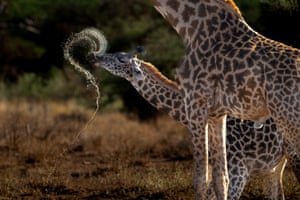Bebê girafa lançando água ÁFRICA UMA ADORÁVEL Uma jovem girafa espirra água enquanto tenta beber de um bebedouro no Parque Nacional Amboseli, no Quênia. A girafa, que tem apenas alguns meses de idade, abre as pernas num ângulo improvável enquanto se abaixa para beber. Este filhote de girafa tem pouco mais de um metro e oitenta de altura, mas dentro de um ano pode crescer até uma altura de 5 a 5 metros