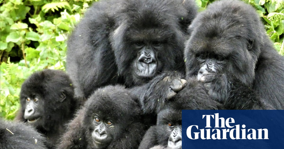 Gorillas offer clues to how social relationships work in humans study