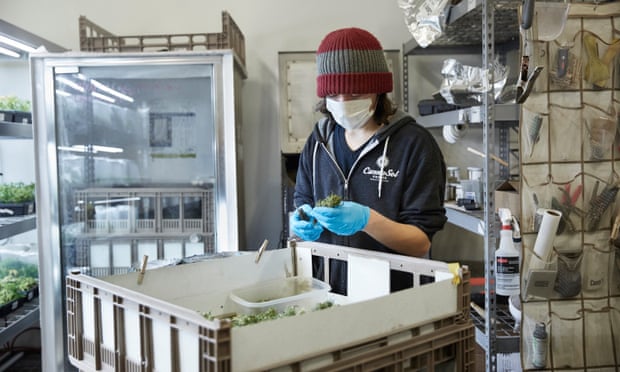 A CannaSol employee trims marijuana buds before packaging for sale