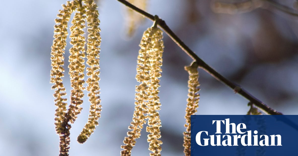 Spring isn’t here yet – but catkins might tide your garden over until it arrives | Gardens Spring isn’t here yet – but catkins might tide your garden over until it arrives | Gardens