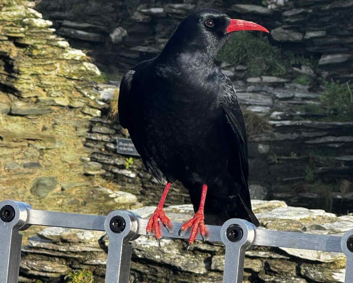 Choughs reappear at Tintagel Castle in Cornwall after decades of absence