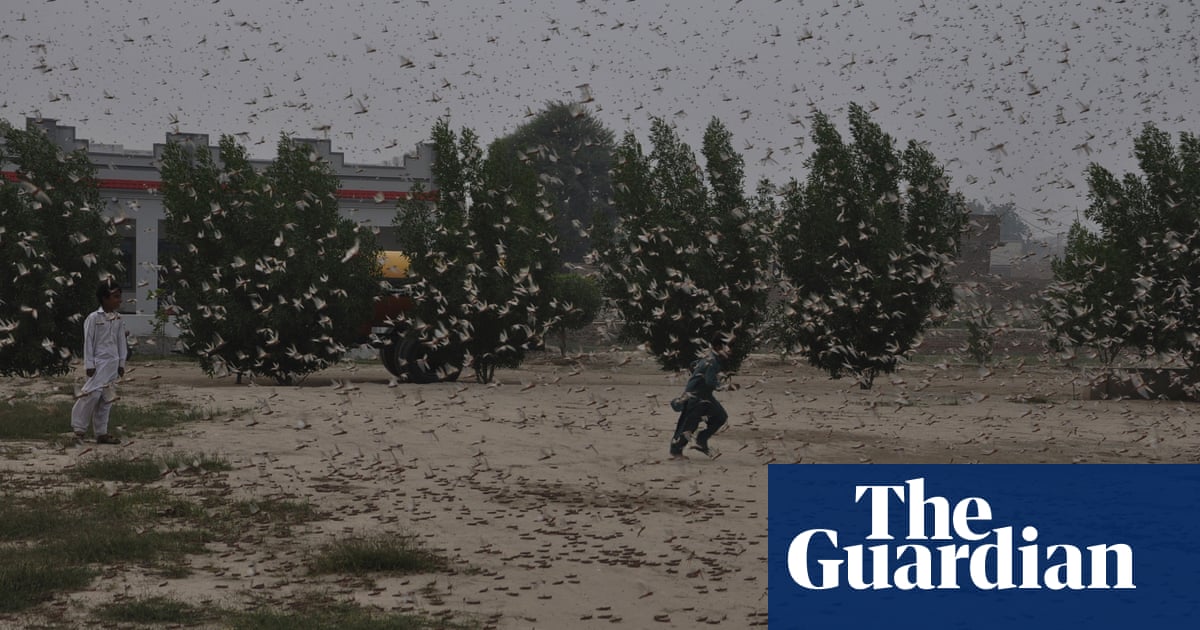 China will not send ducks to tackle locusts in Pakistan, says expert 14
