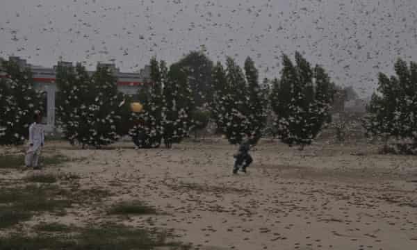 China Will Not Send Ducks To Tackle Locusts In Pakistan Says