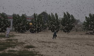 https://www.theguardian.com/world/2020/feb/27/china-to-dispatch-army-of-ducks-to-pakistan-to-devour-locust-swarm