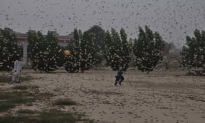 the guardian  -  china-to-dispatch-army-of-ducks-to-pakistan-to-devour-locust-swarm https://www.theguardian.com/world/2020/feb/27/china-to-dispatch-army-of-ducks-to-pakistan-to-devour-locust-swarm