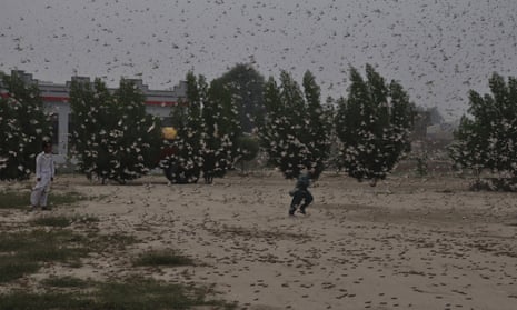 Pakistani children in the midst of a locust swarm in Rahim Yar Khan, Pakistan, on 13 November 2019.
