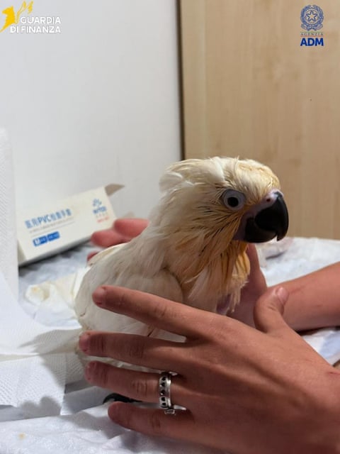 A white parrot