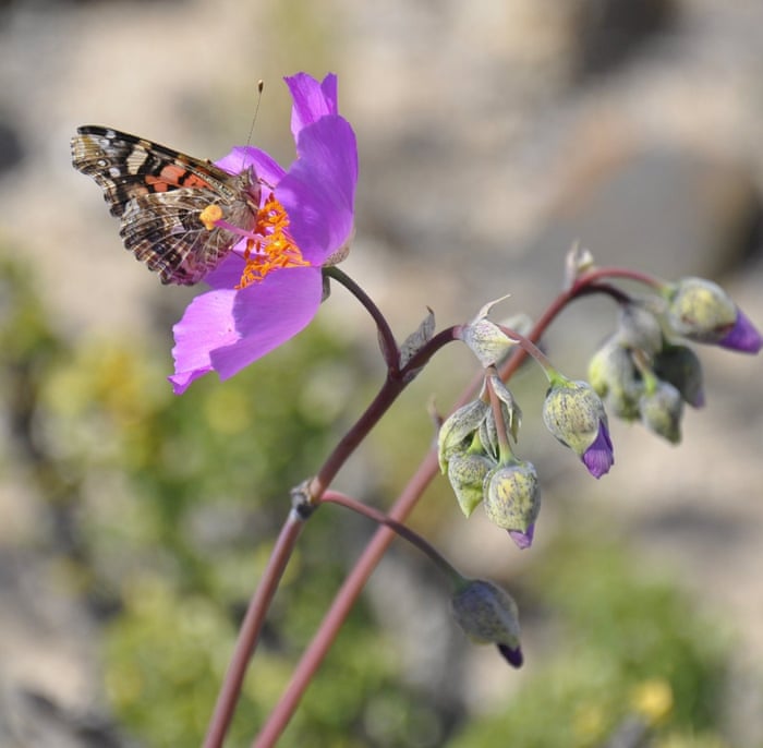 Flowers bloom in the Atacama desert