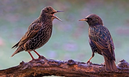 Two common starlings perched on branch