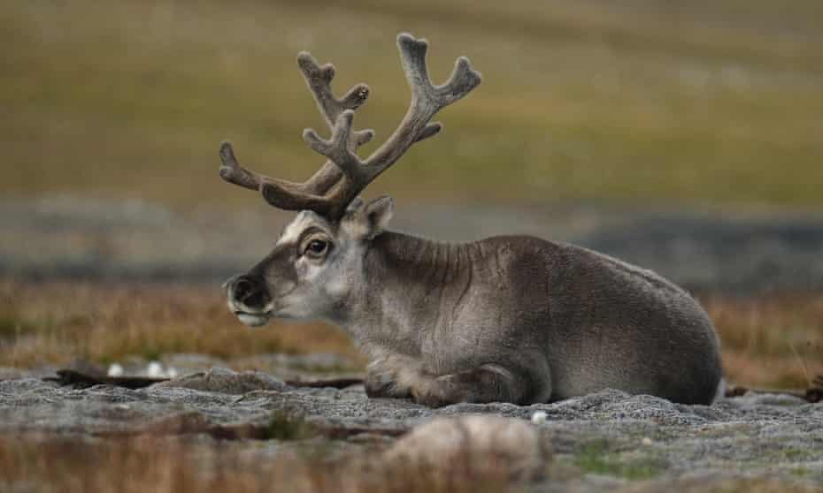 Reindeer herding in the northern Norwegian summer.