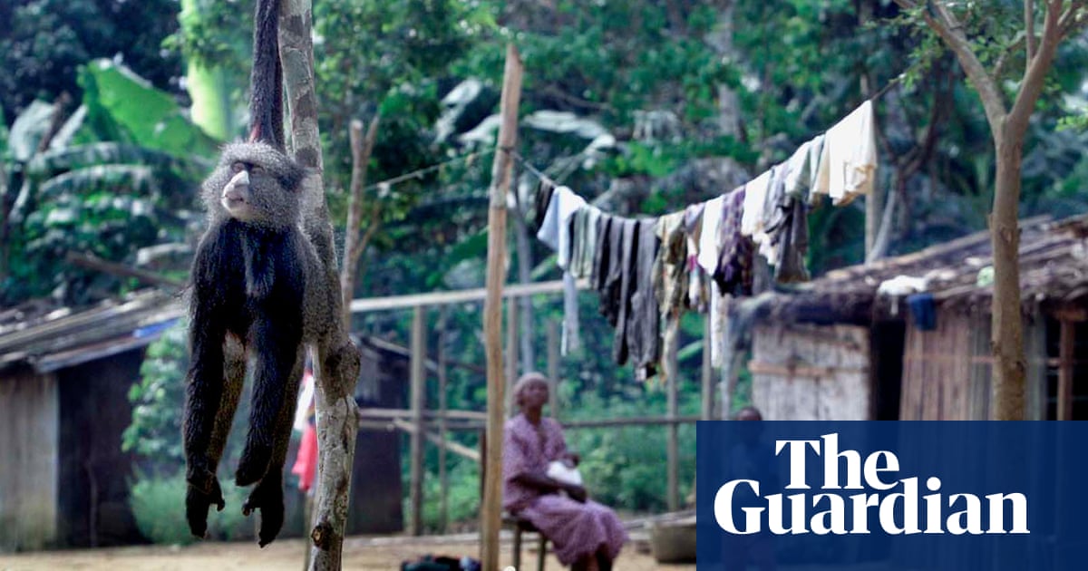 Tip Of The Iceberg Is Our Destruction Of Nature Responsible For Covid 19 Environment The Guardian