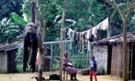 A dead monkey sold as bushmeat hangs outside a villager’s house in north-east Gabon.