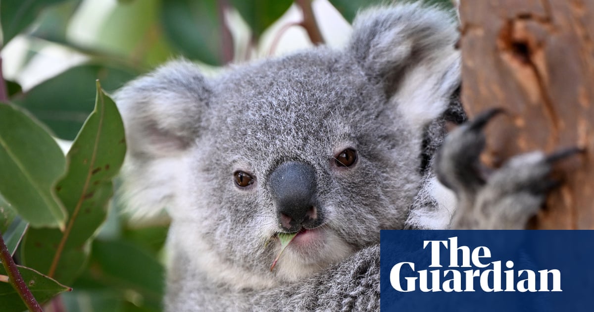 NSW farmer fined record $1m for wiping out critical koala habitat for private airstrip larger than Sydney airport