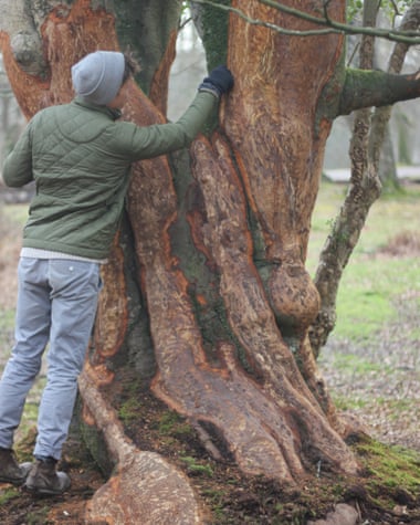 Bark damage from overgrazing in the New Forest