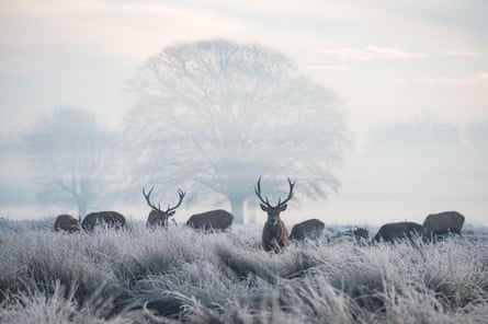 There are deer and stags on the estate.
