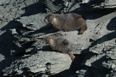 A marmot sits with one of her pups