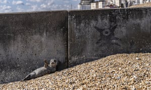 Um filhote de foca cinza aproveita o sol do feriado na praia de St Leonards-on-Sea, em East Sussex, Reino Unido. A foca parecia estar se divertindo enquanto rolava nas pedras. O Mammal Marine Rescue esteve presente para garantir que as pessoas mantivessem uma distância segura do animal
