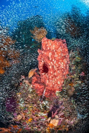 Schools of baitfish, including cardinalfish and silversides, mass on a coral reef, with giant barrel sponge and predatory coral grouper (Misool island, Raja Ampat, West Papua, Indonesia)