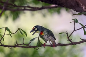 A coppersmith barbet perches on a tree branch in Bangkok, Thailand