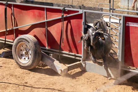 A black goat leaps out of a red trailer on hard-packed dirt.