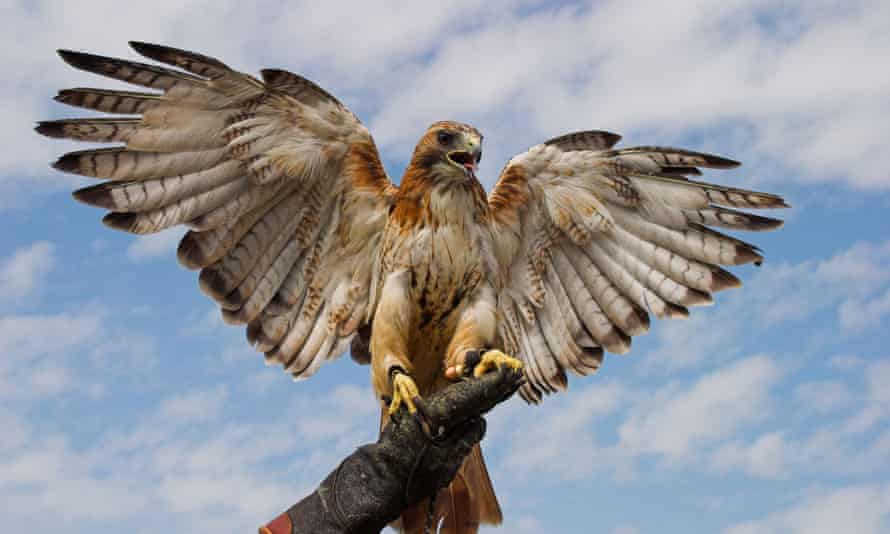 I M A Falconer And There S Nothing Like Watching A Bird You Trained In Action Animals The Guardian I M A Falconer And There S Nothing Like Watching A Bird You Trained In Action Animals The Guardian