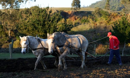 Young Chilean man using a team of horses to plow a field. Cobquecura, Biobio, Chile, South America.