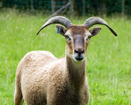 Soay sheep