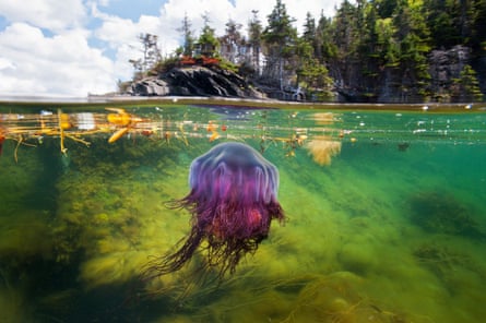 A lions mane jellyfish drifts in the shallows of Bonne Bay.