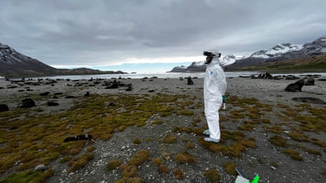A researcher in a full body hazmat suit on a coastline surrounded by Antarctic fur seals.