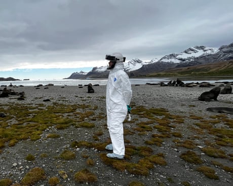 A researcher in a full body hazmat suit on a coastline surrounded by Antarctic fur seals.