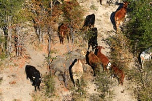 Cows graze near a dead elephant