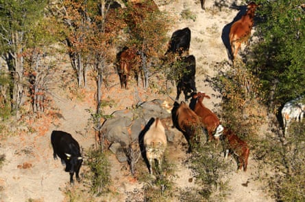 Cows graze near a dead elephant