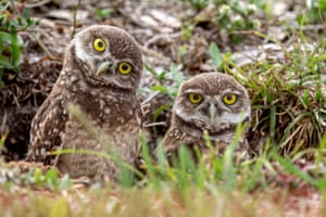 Duas corujas-buraqueiras guardam do lado de fora de sua toca em Davie, Flórida, EUA. Também conhecidas como shoco, as corujas-buraqueiras são pequenas e uma das poucas espécies de coruja que nidificam e se empoleiram em tocas, muitas vezes cavando-as ou tomando posse de tocas abandonadas de outros animais.