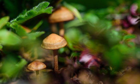 Magic mushrooms growing
