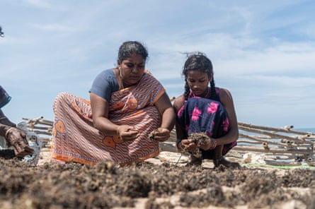 A woman and daughter sort their seaweed harvest on the beach