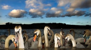 Swans at dusk at Linlithgow, Scotland