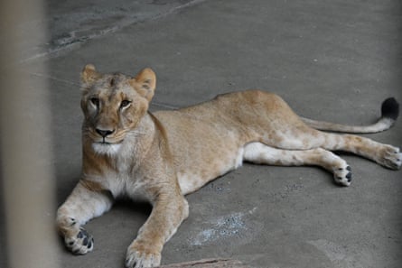 Three-year-old female lion Mugi, one of three lions in Tama Zoological Park that died recently.