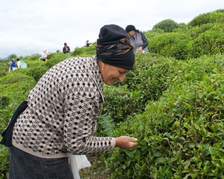 Pati works on a tea estate outside Ozurgeti.